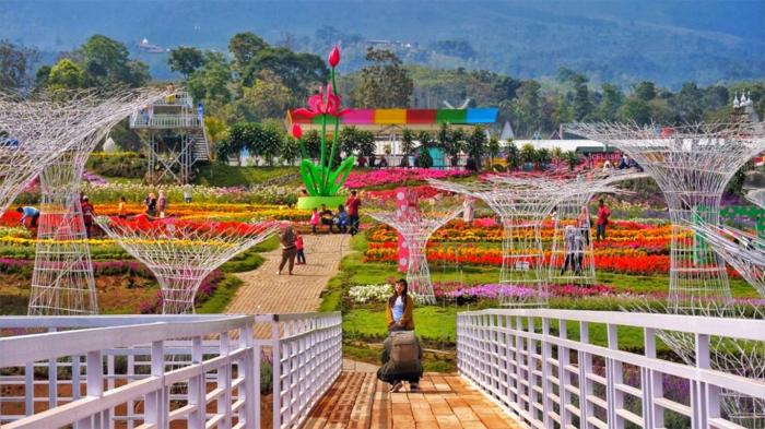 Celosia bandungan